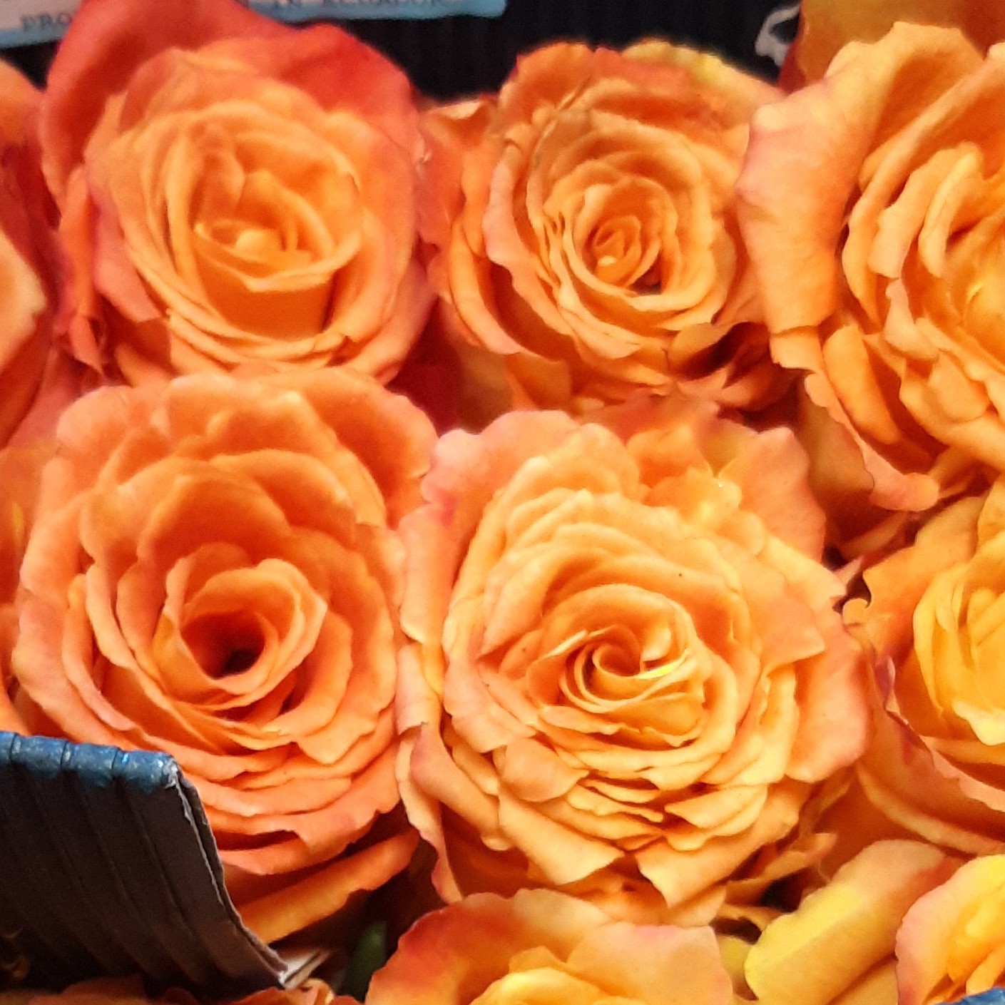 Yellow Red Tip 2 Dozen