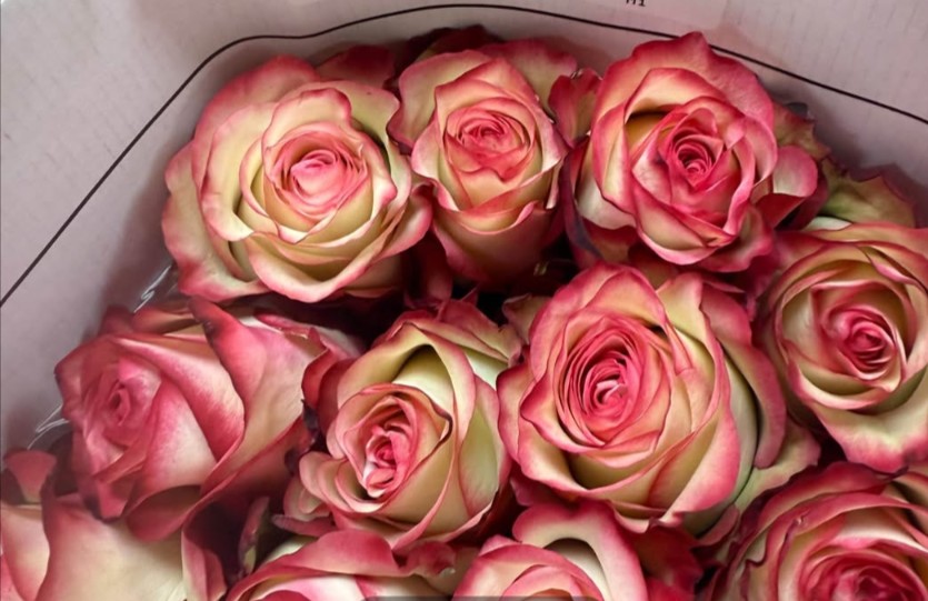 White Red Tip 2 Dozen