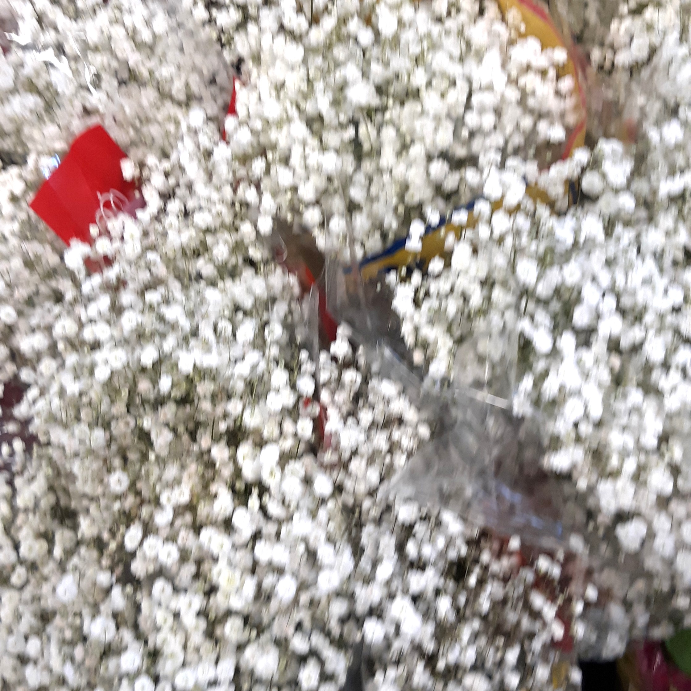 Babies Breath - Extra